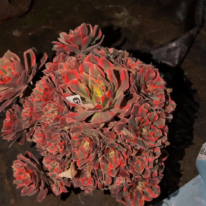 689女妖多肉植物不售后