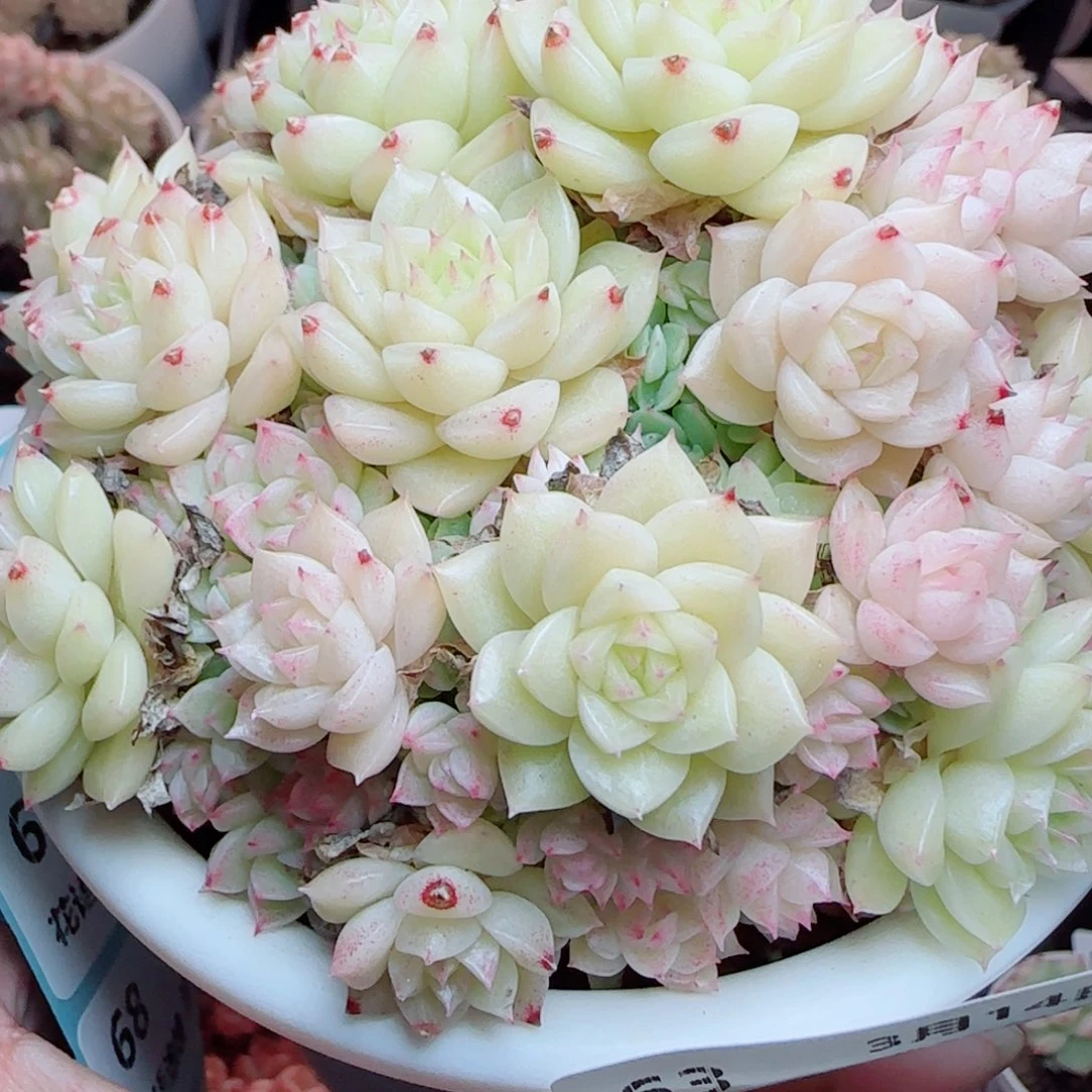 萍*花语逸镜0314-63散