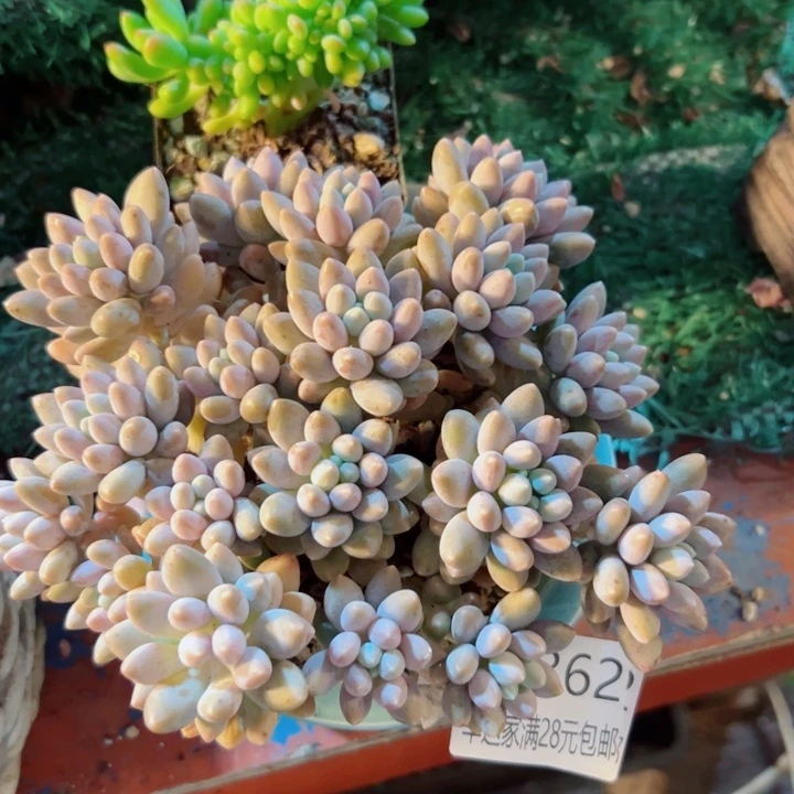 幸运的是我还没遇到过