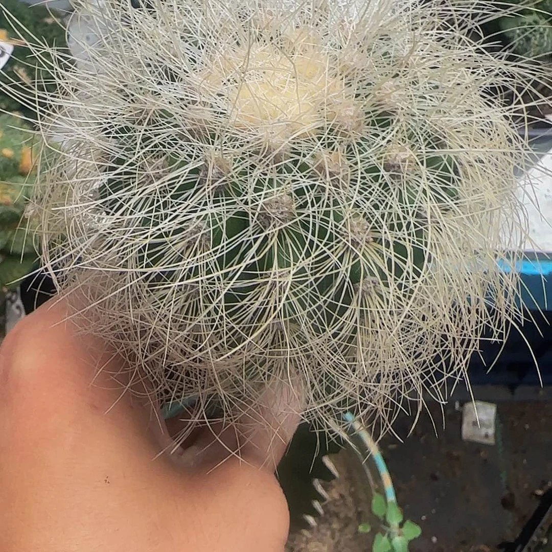银须玉811仙人球开花