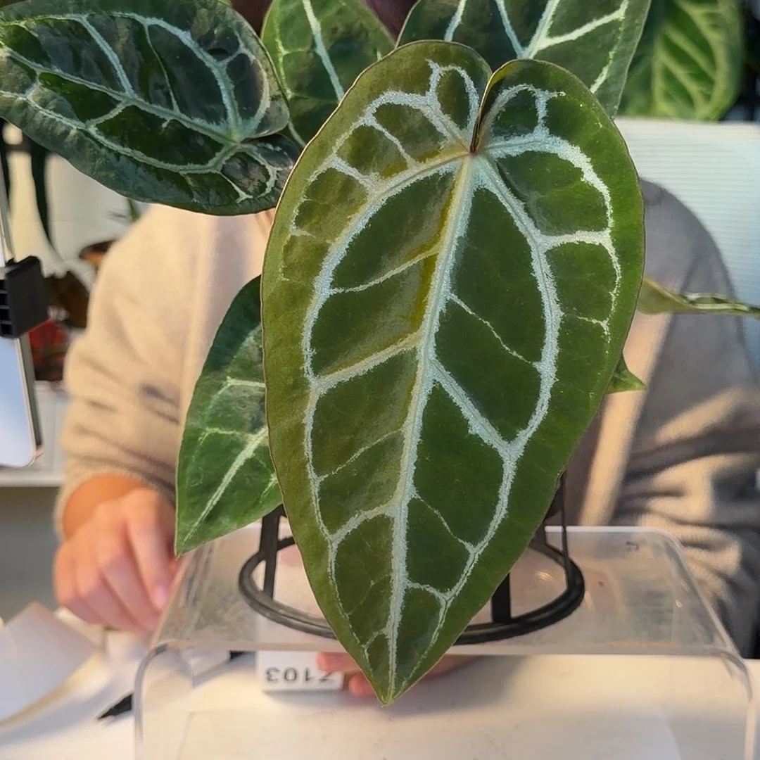 一***尘完全开放Z一物一拍98