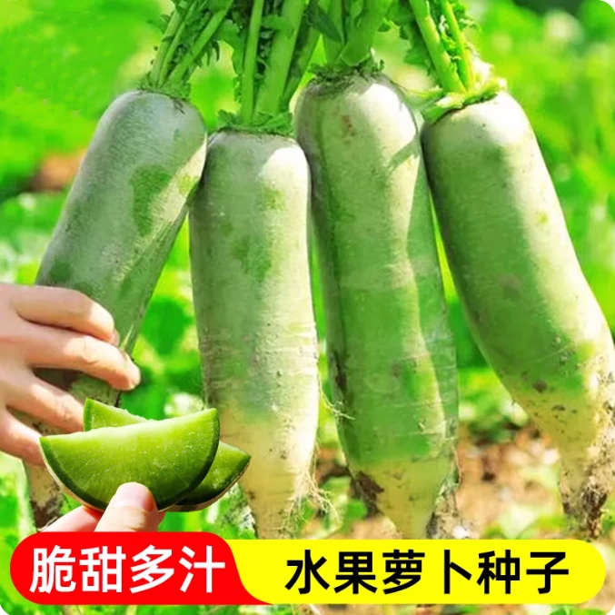 天津沙窝萝卜种子脆爽多汁水果萝卜种籽青萝卜四季可种秋播蔬菜种