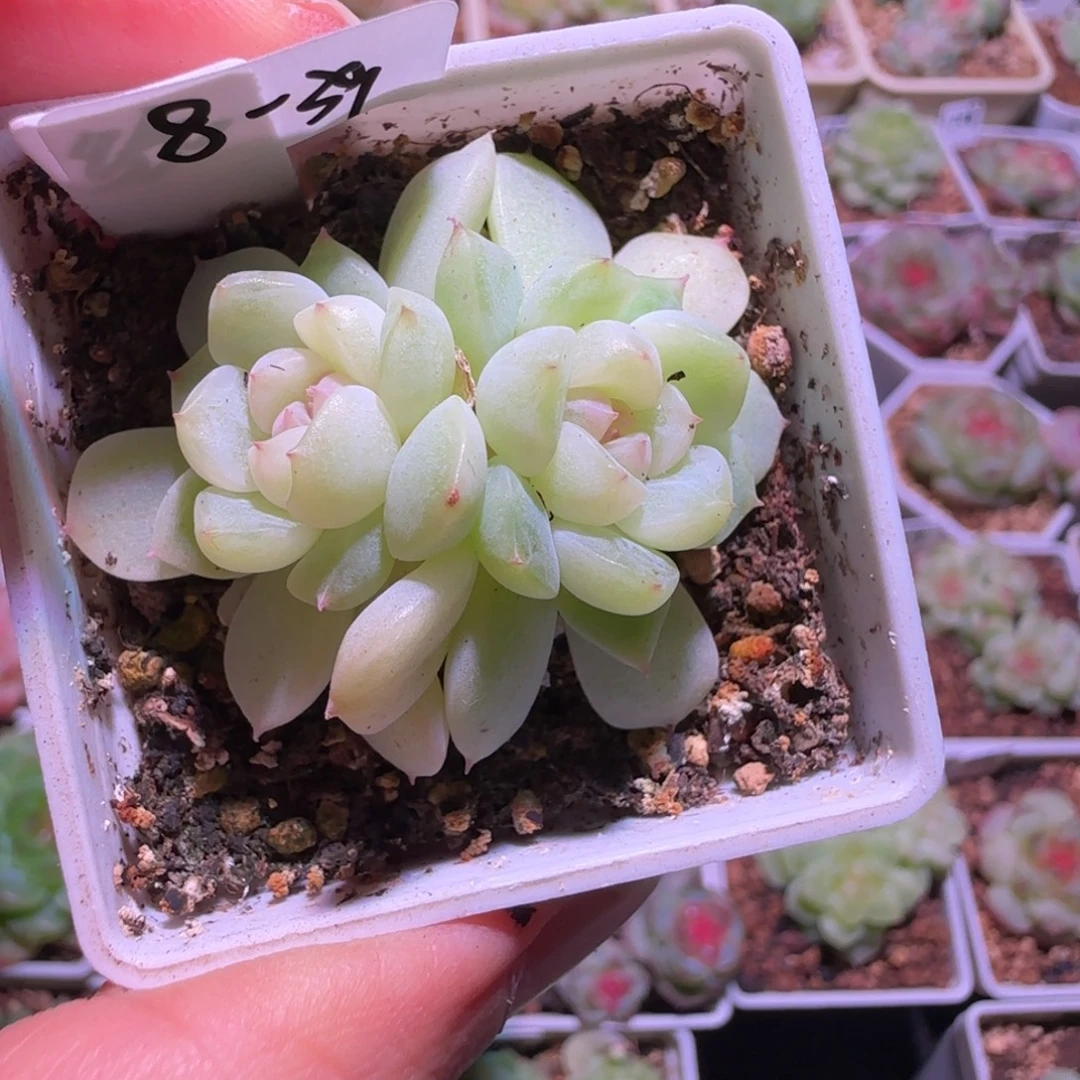 8-39福利甜心纸鸢双头