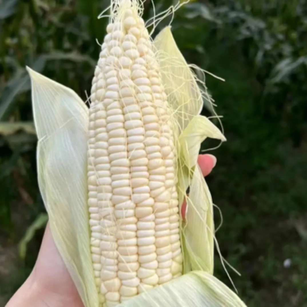 涪陵高山农家露天种植928小甜糯