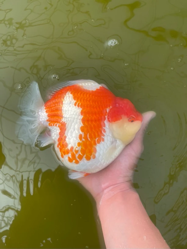 将军 泰师 红白明bpF1