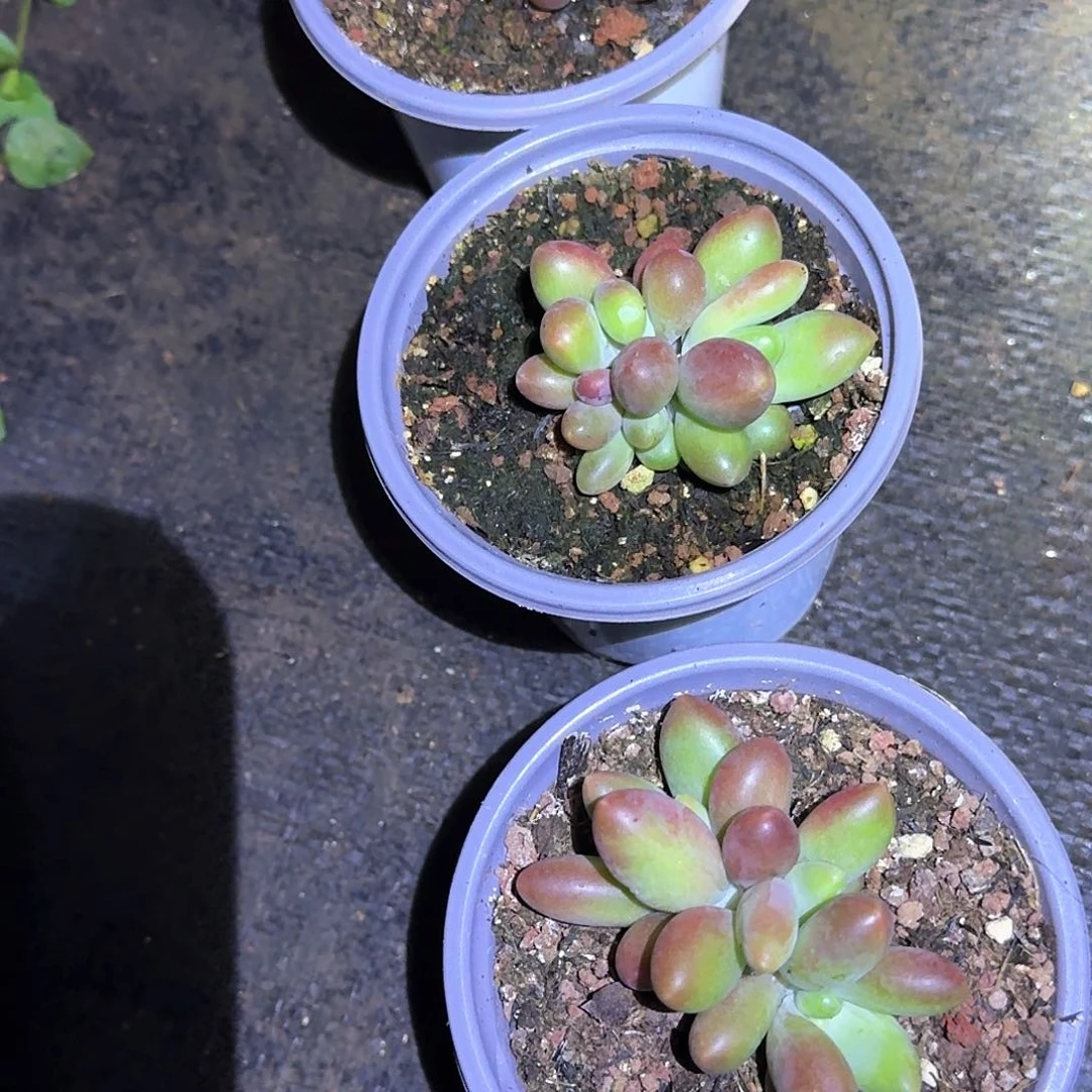 秋芒果奶小苗秋带盆