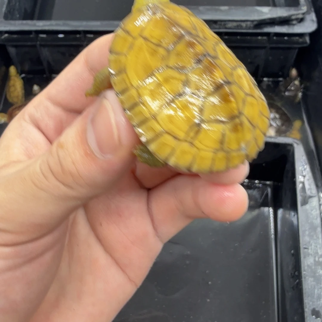 不分公母宠物龟小青错甲
