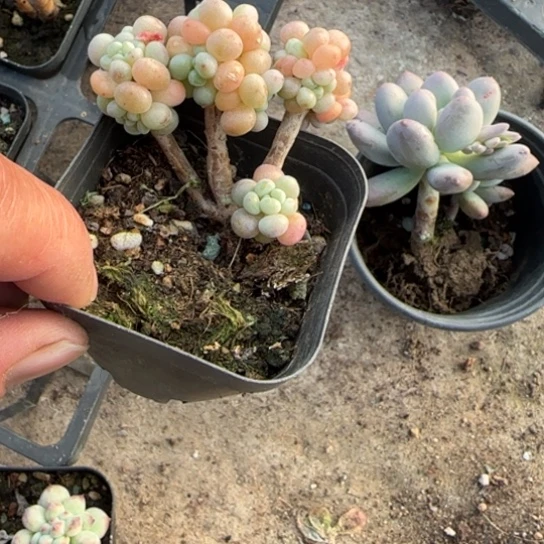 7鱼子酱多肉植物多