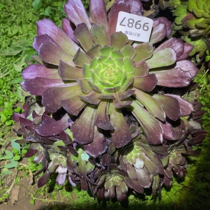 9987紫郎多肉植物