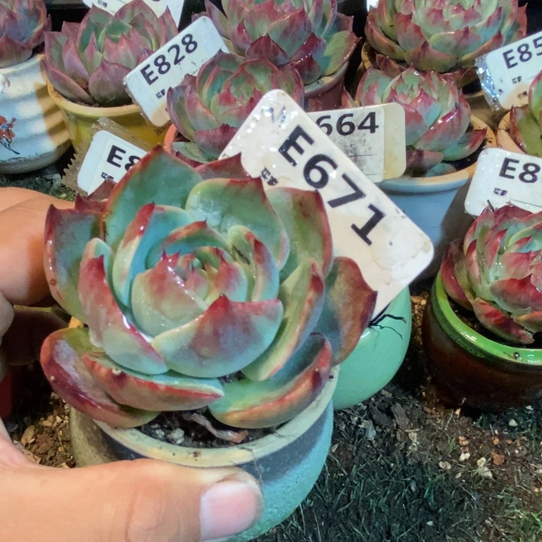 惊鸿一瞥671号楼多肉