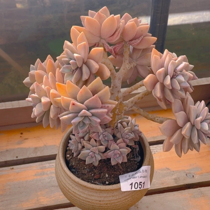 谢谢你的支持000001051