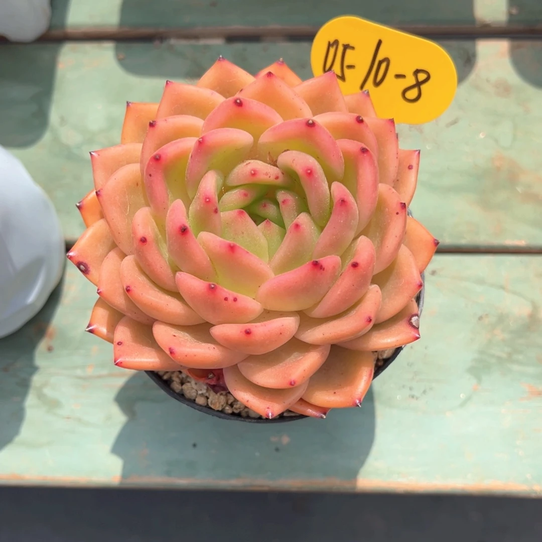 8*0510-8红酒东云多肉植物