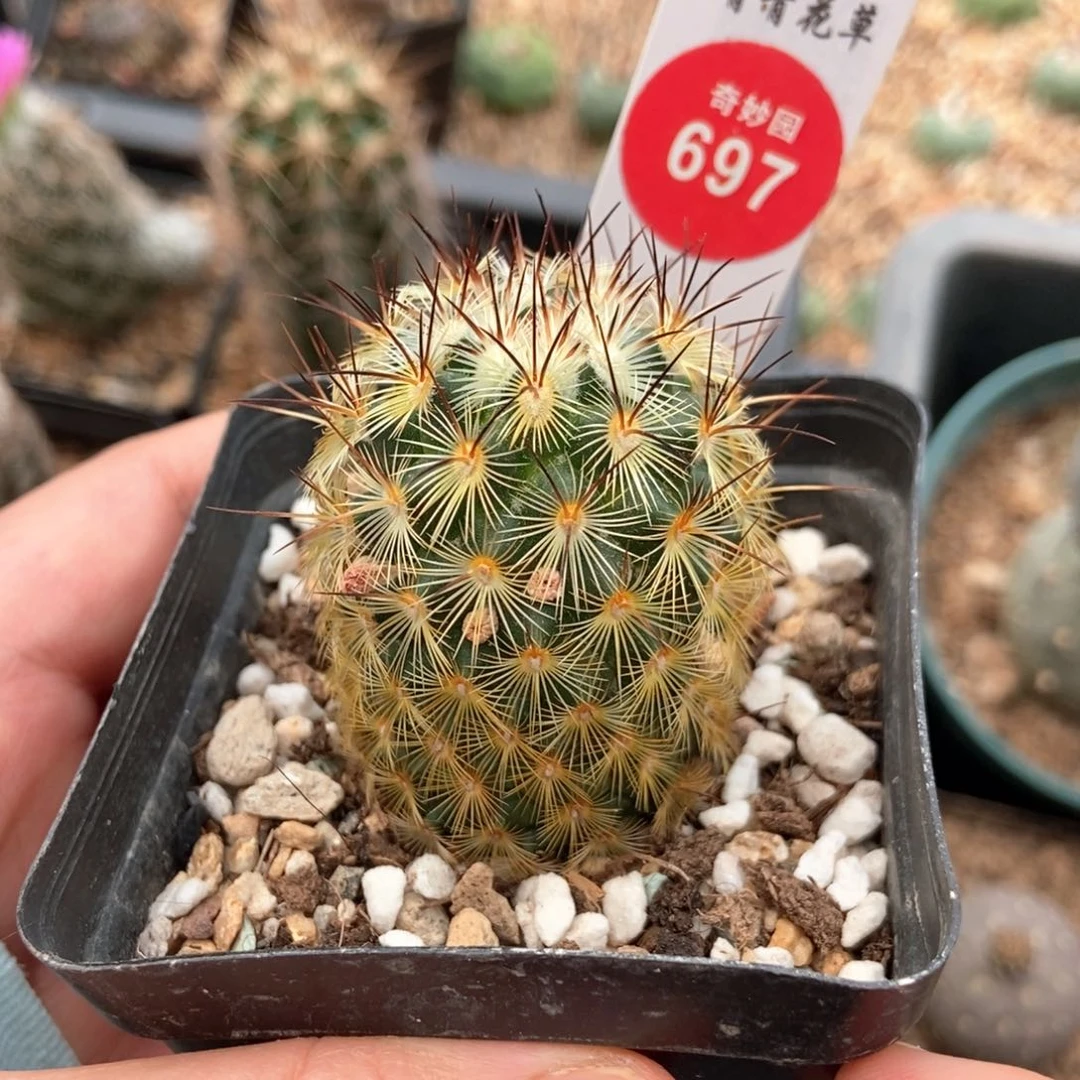实生朝雾3.5cm一棵仙人球