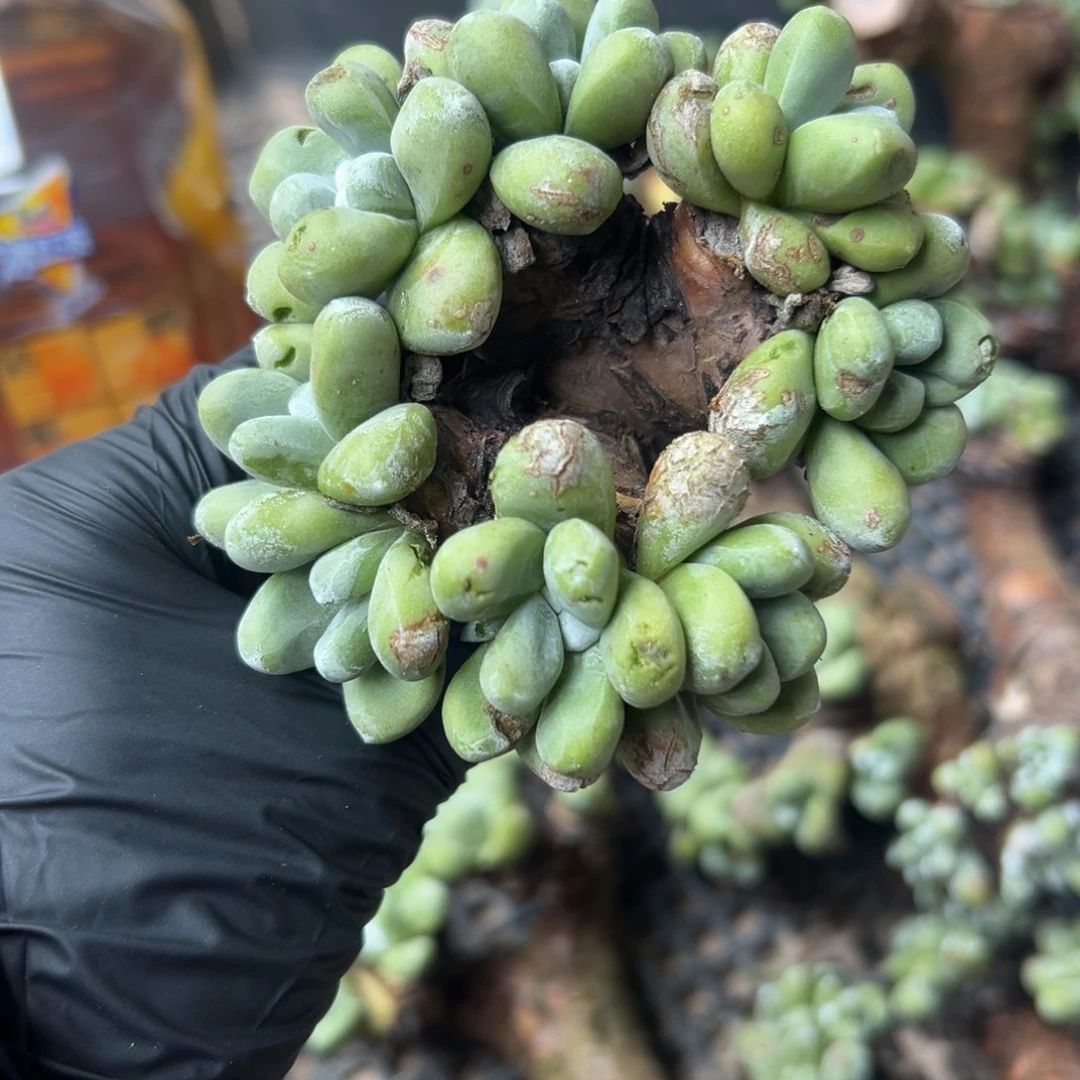 绿豆拇指，一物一拍676
