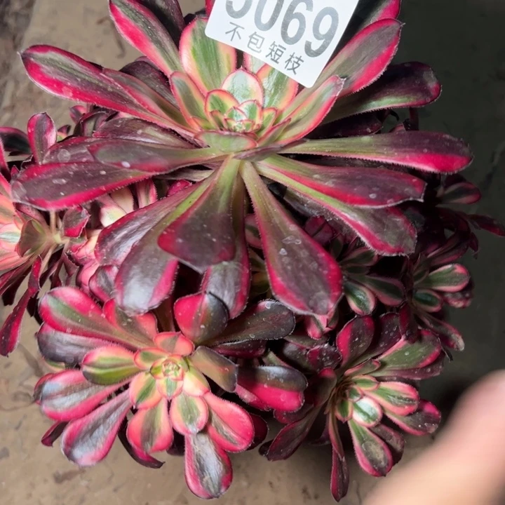 香奈儿多肉植物法师5069