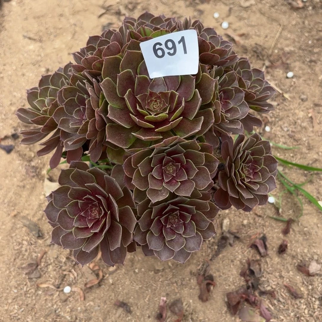 黑魔多肉断枝不包691