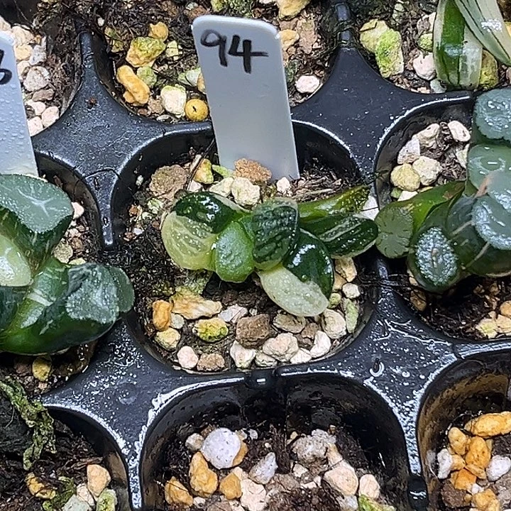 94雪之礼磨面寿锦脱土发货