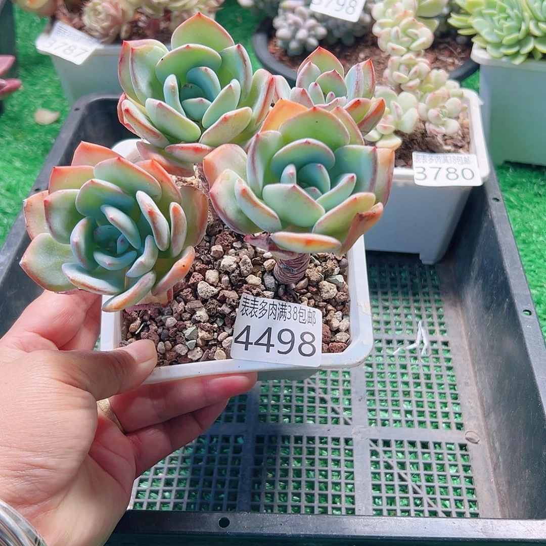 无花朵多肉一物一拍植物4498