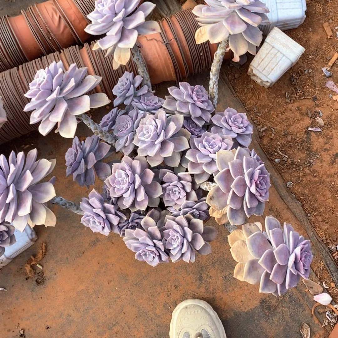 程*104 紫乐锦一物一拍外播