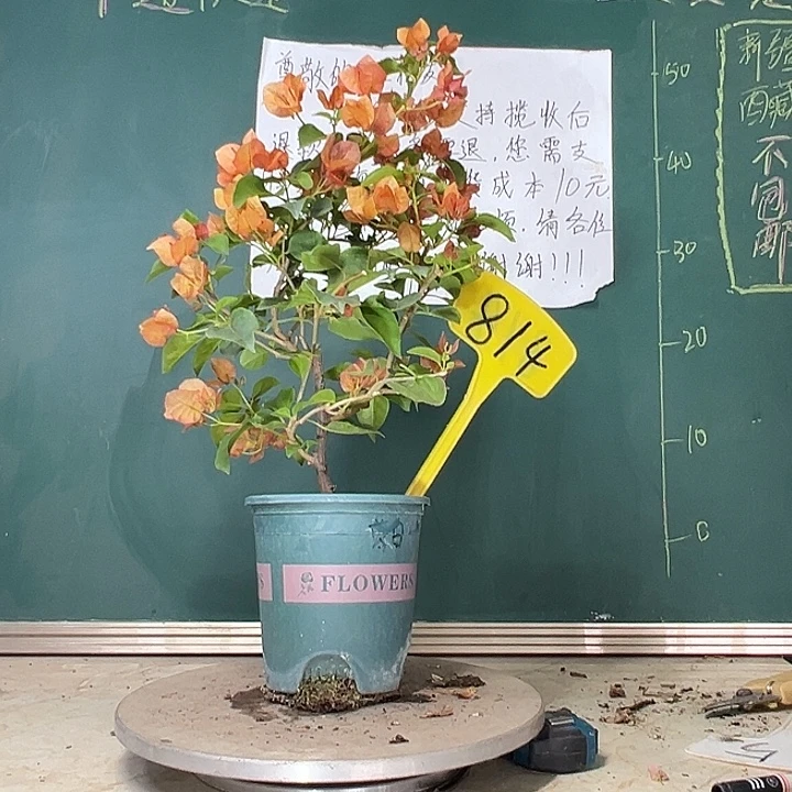 当前无花栽培后可以开花落日 814