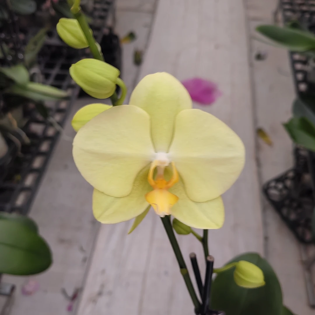 3.5寸沃尔泰拉蝴蝶兰一颗【任意两颗起发货】