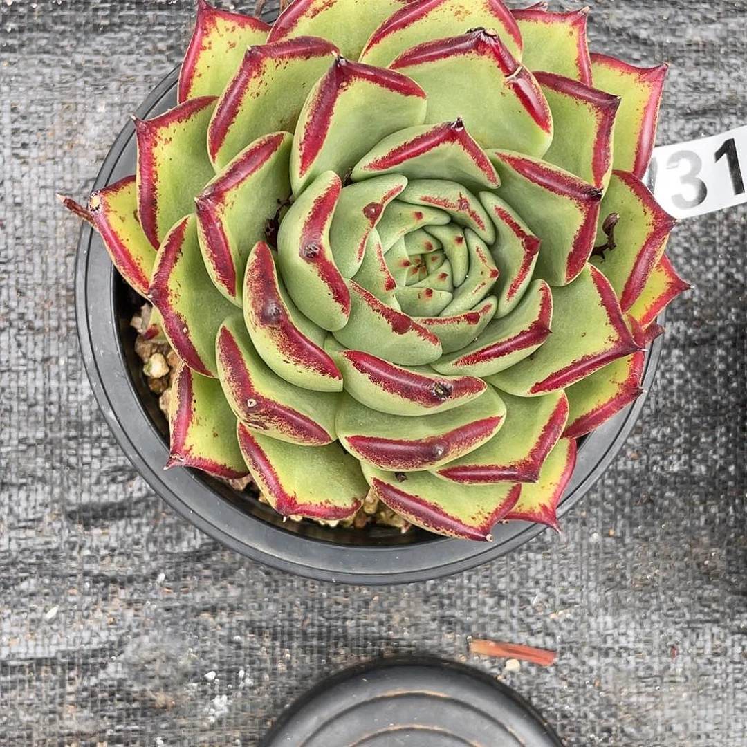 若如东云组拍731