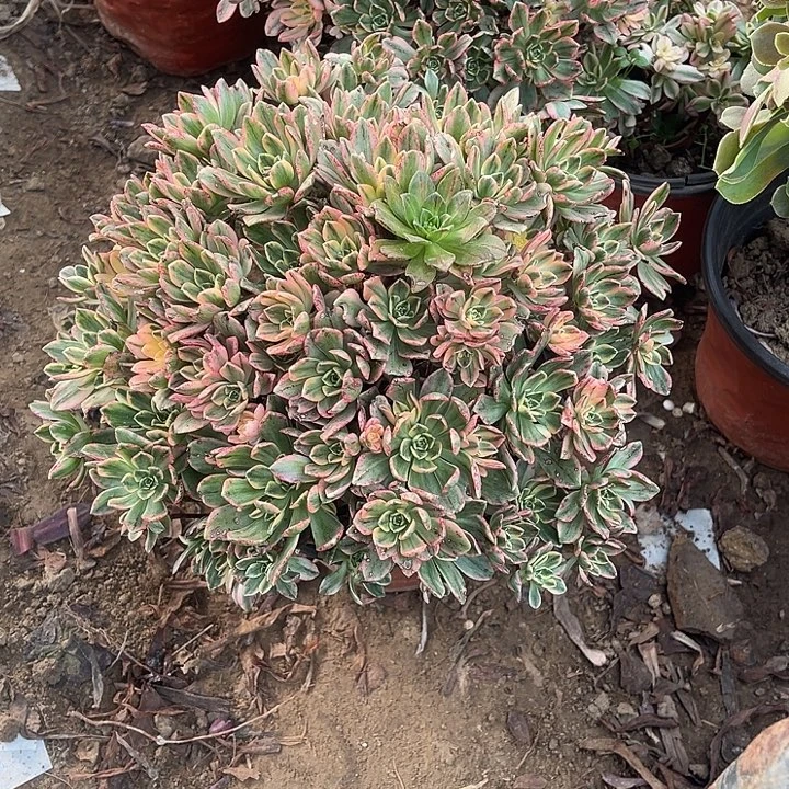 甜茶玫瑰玫瑰玫瑰玫瑰