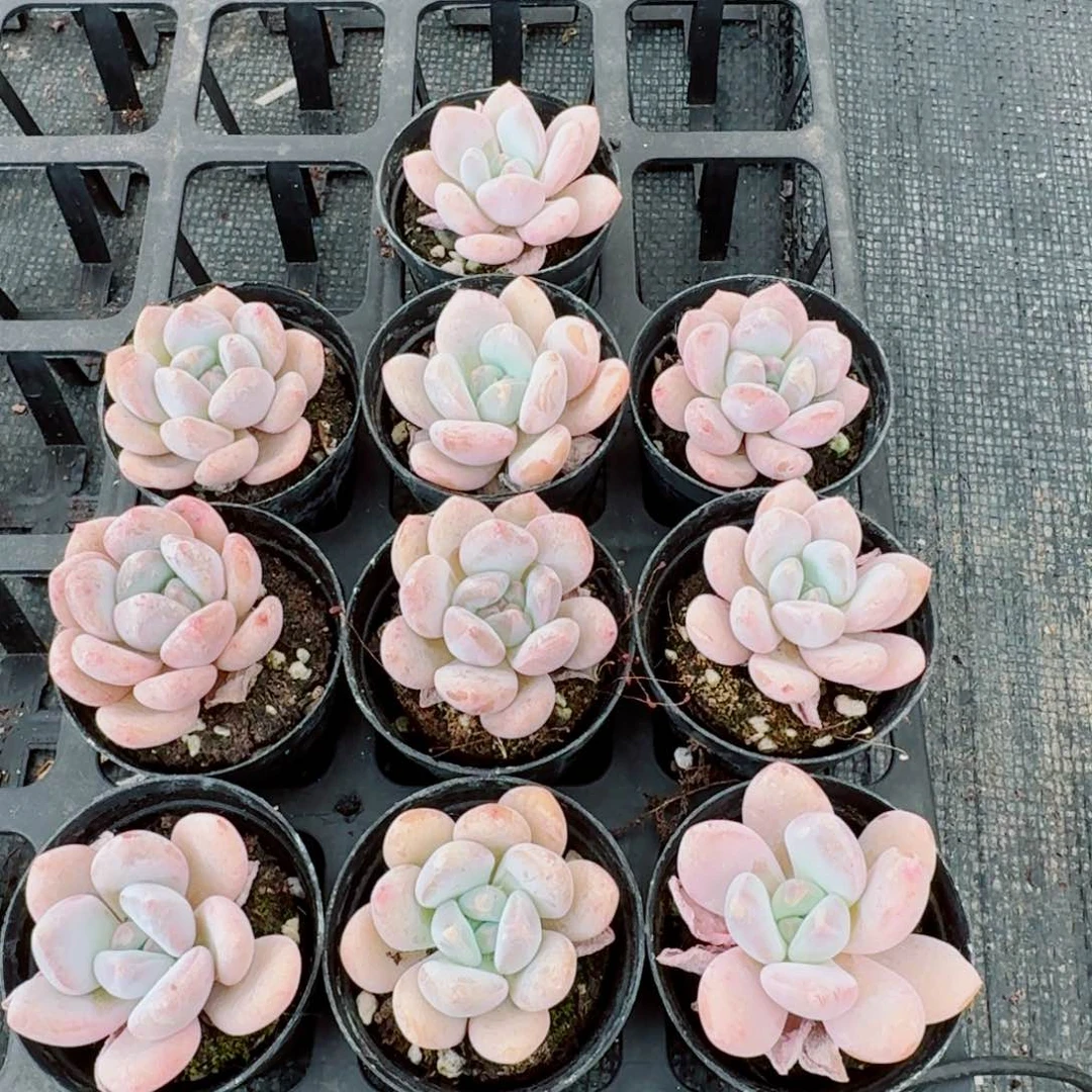 雪莲美人十棵量拍左九