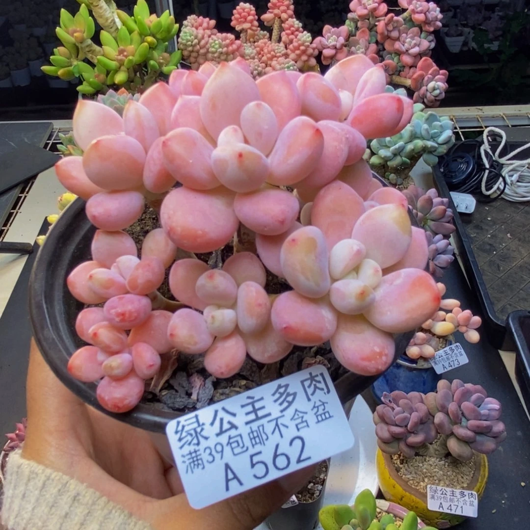 562樱花洛神多肉8c m