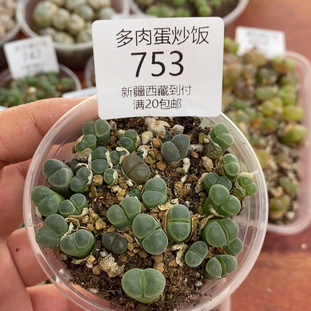 感谢您的支持，00753