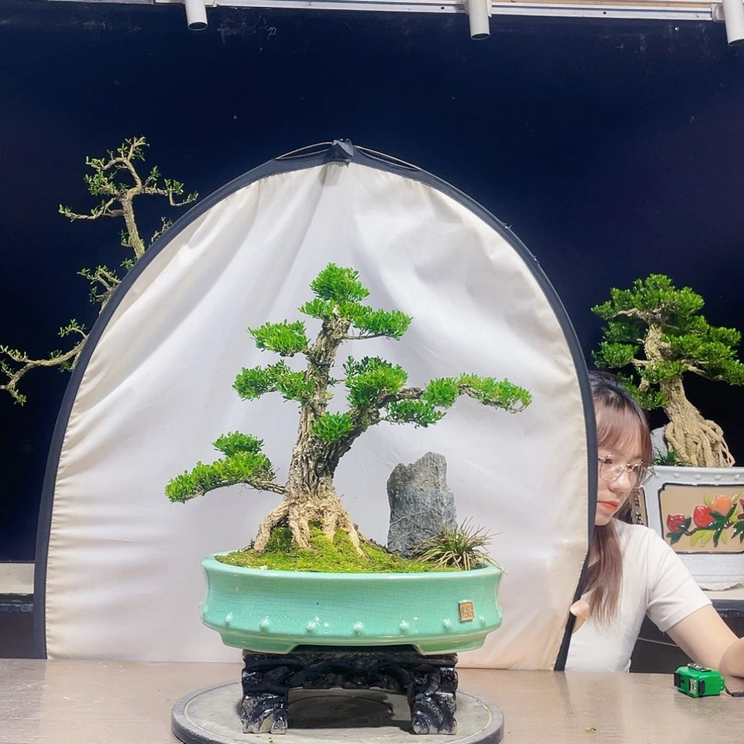 完全开放黄杨盆景四季常青