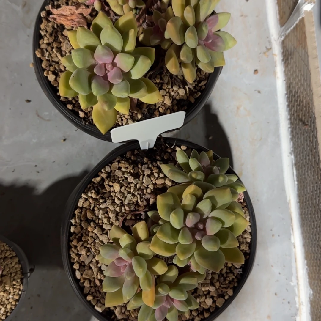 ****宝多肉植物丽萨花园