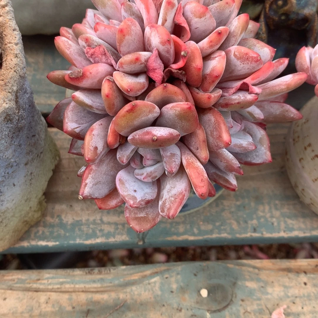 无花朵无砍9头哈哈哈哈哈哈5
