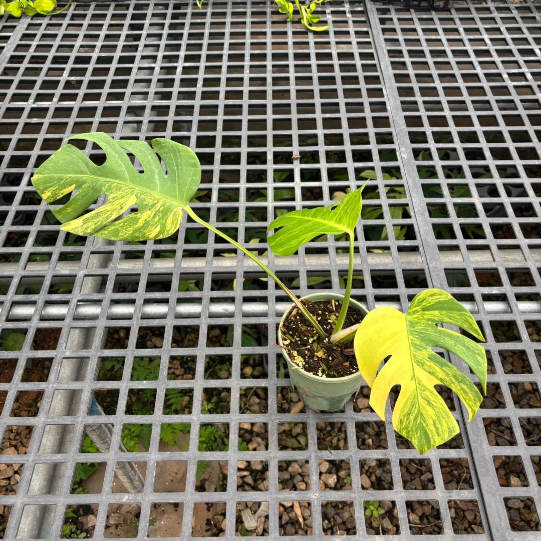 黄锦龟背竹绿植盆栽室内网红造景植物四季常青热植净化空气热植