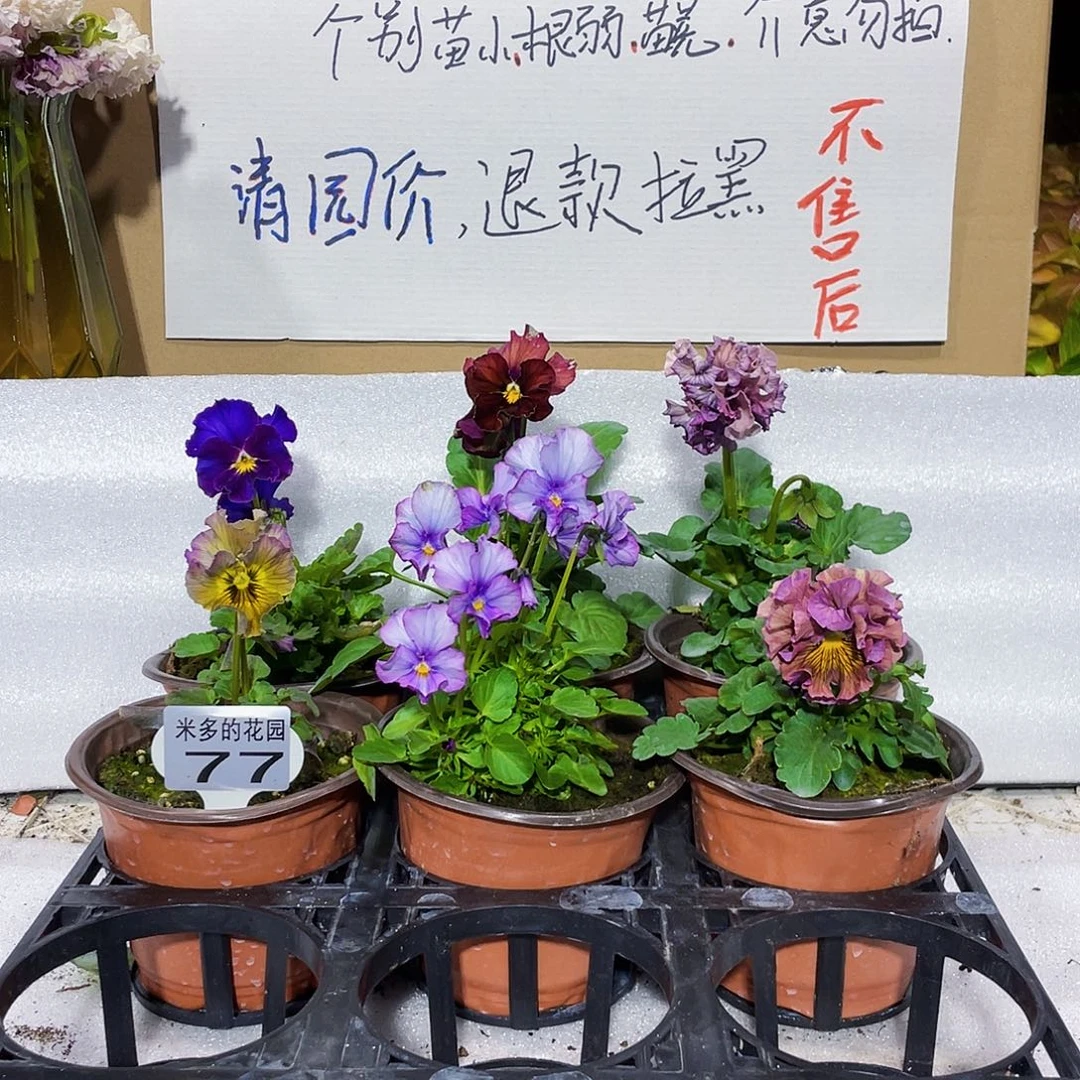 大部分花苞少量开放77