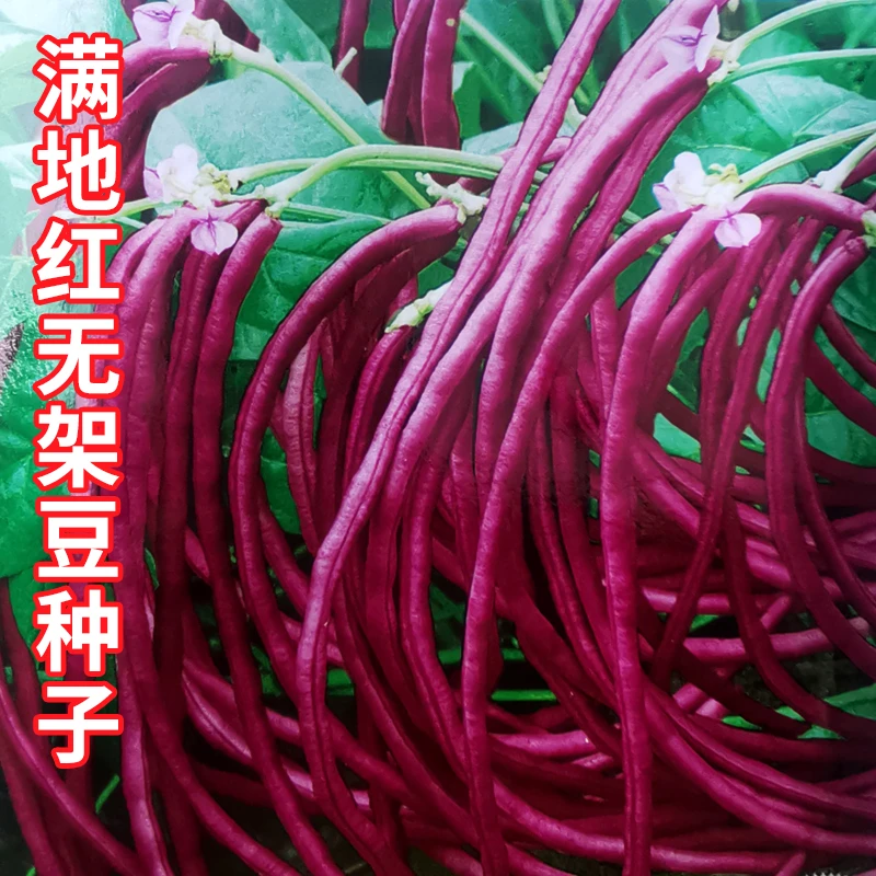 【满5包包邮】满地红无架豆种子春秋不搭架四季豆角扁豆农家蔬菜孑