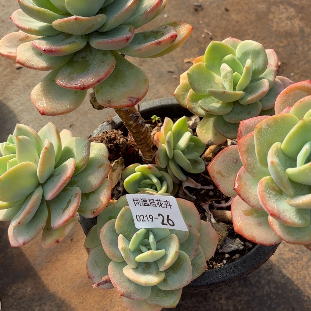 同温层多肉26白月光