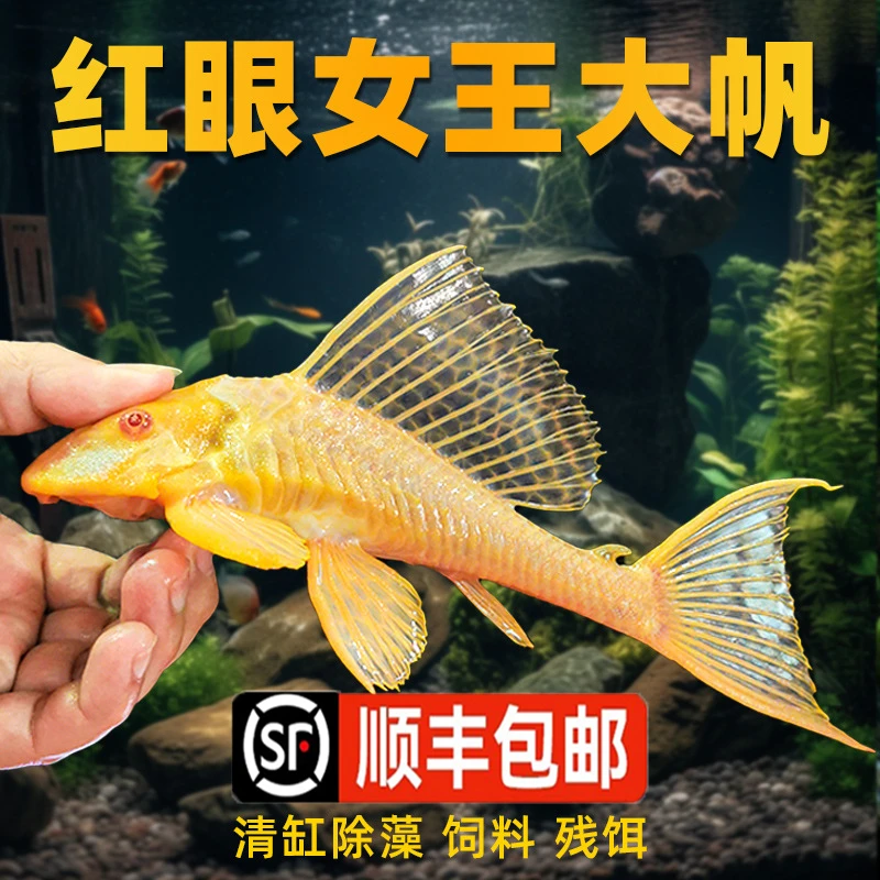 红眼女王大帆清道夫鱼缸清洁工观赏鱼热带淡水吃垃圾粪便清理藻类