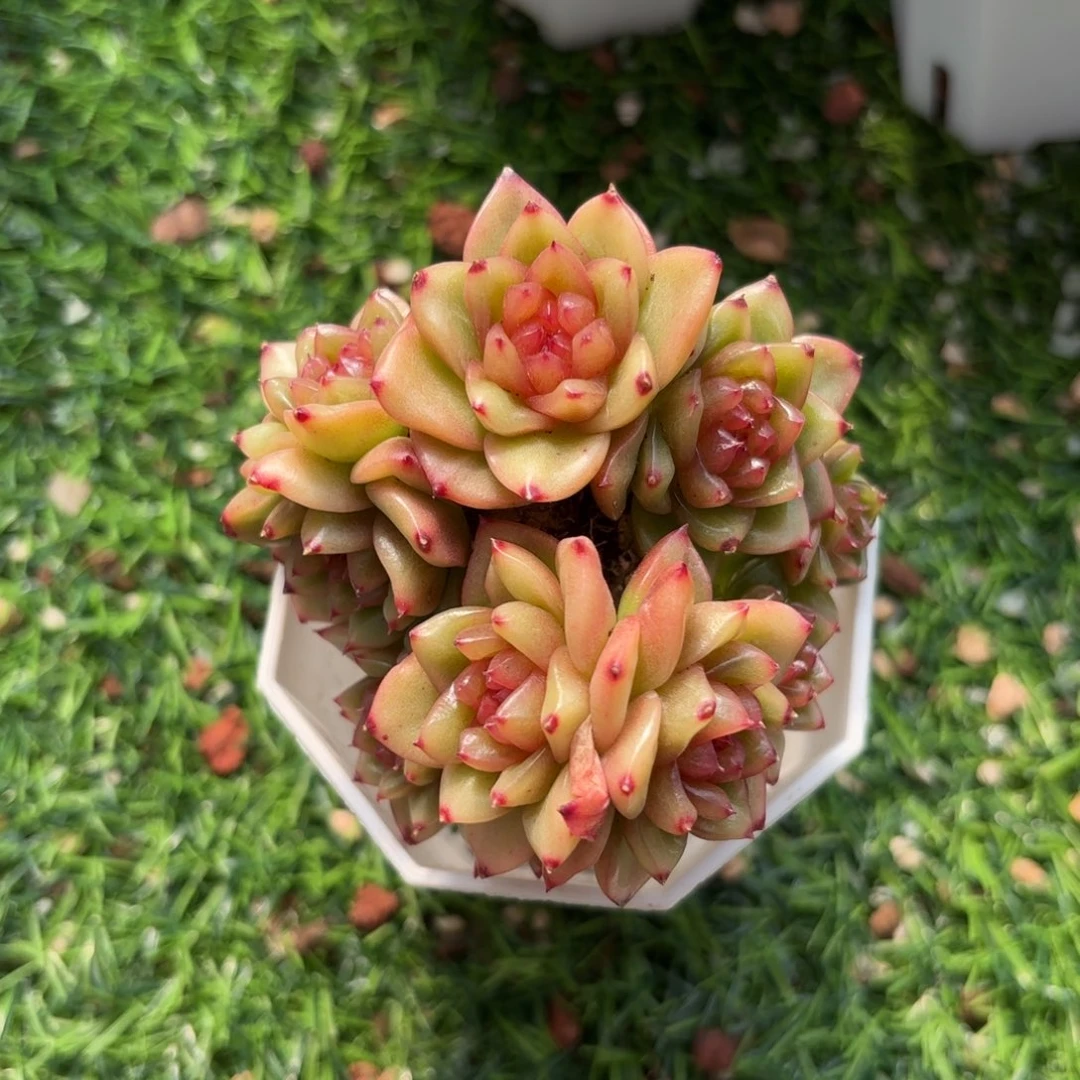 东云糖心群一物一拍