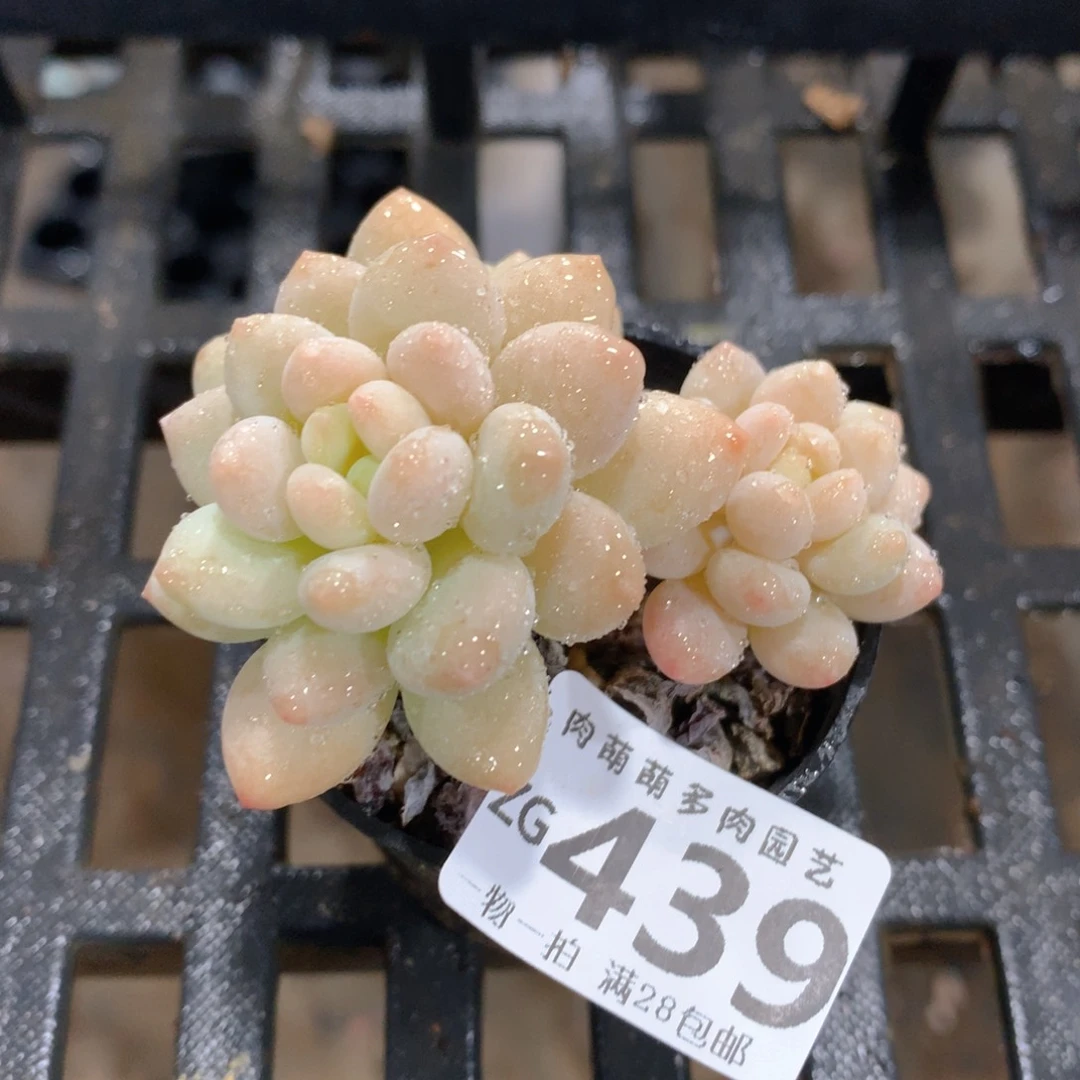 肉萌萌拇指盆精控多肉ZG439