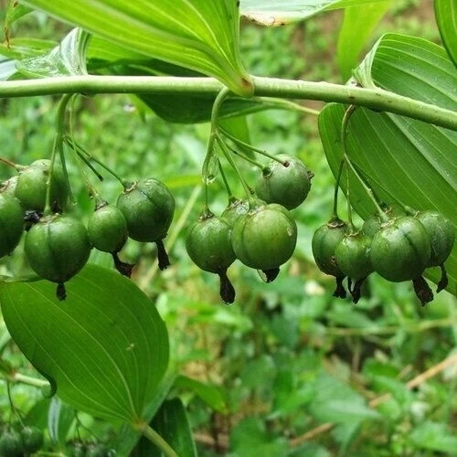滇黄精种子 多花黄精种籽 500g 九华山黄精苗 种植人参鸡头老虎姜