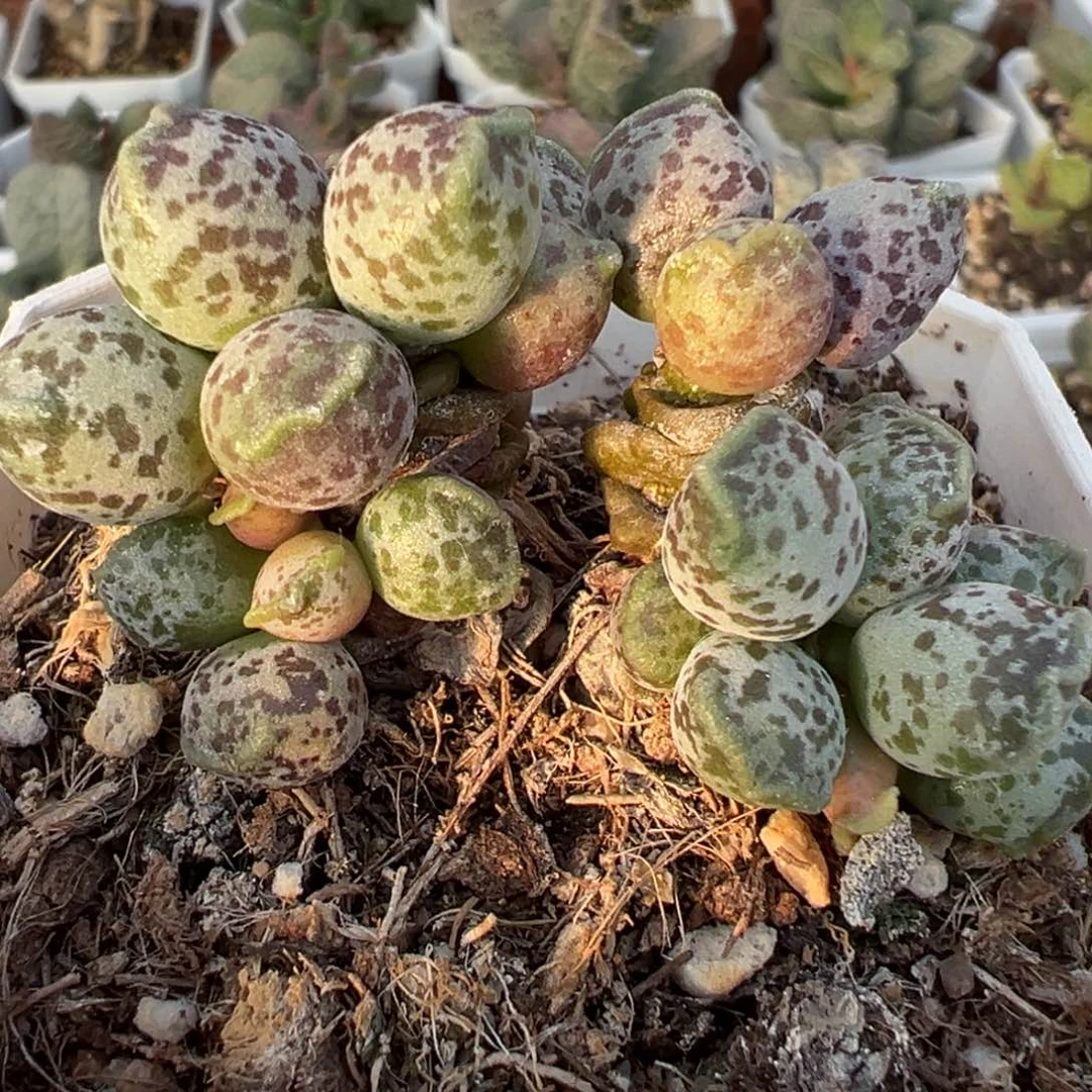 达摩海豹多头纯木质桩多肉植物
