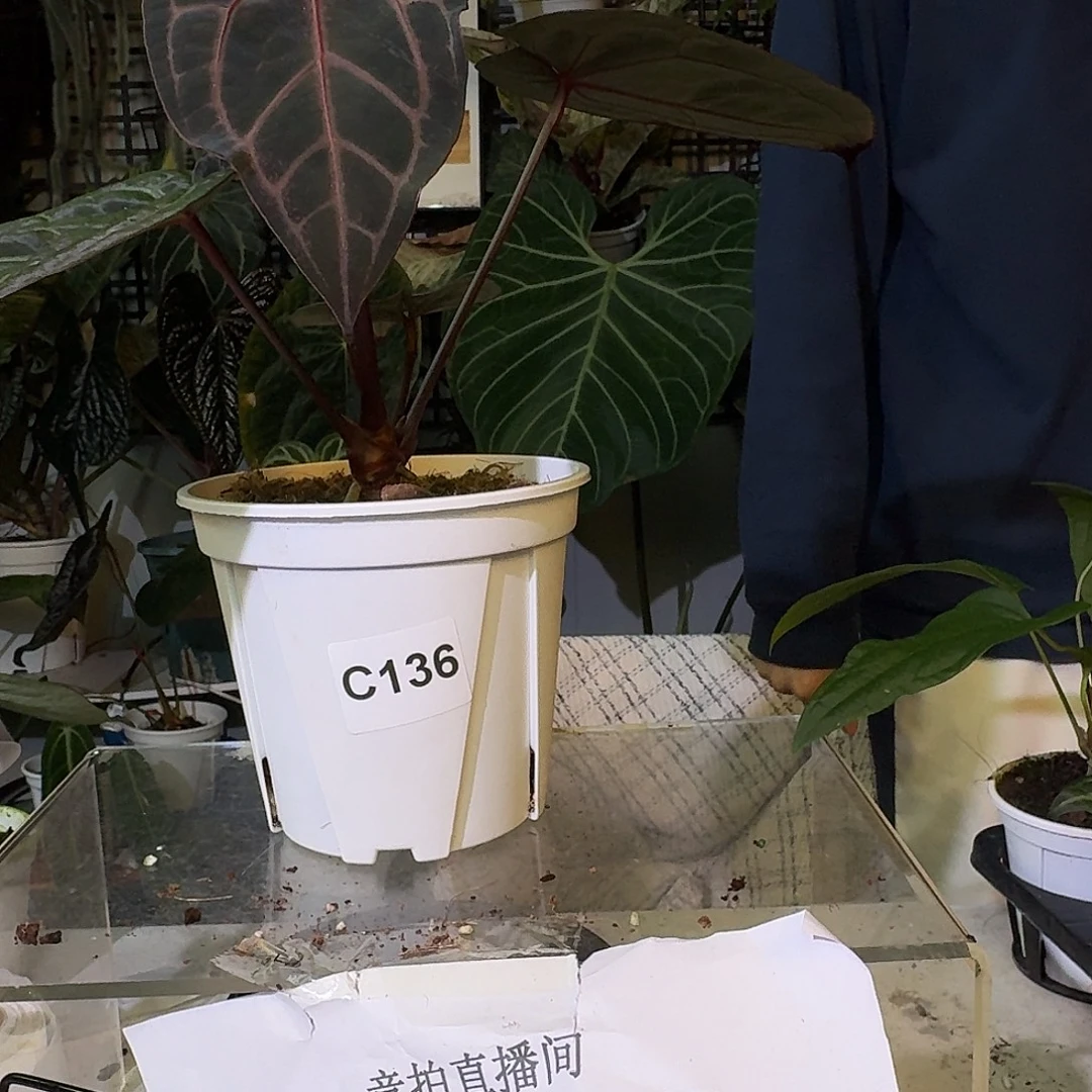 不开花植物C165黑曜石