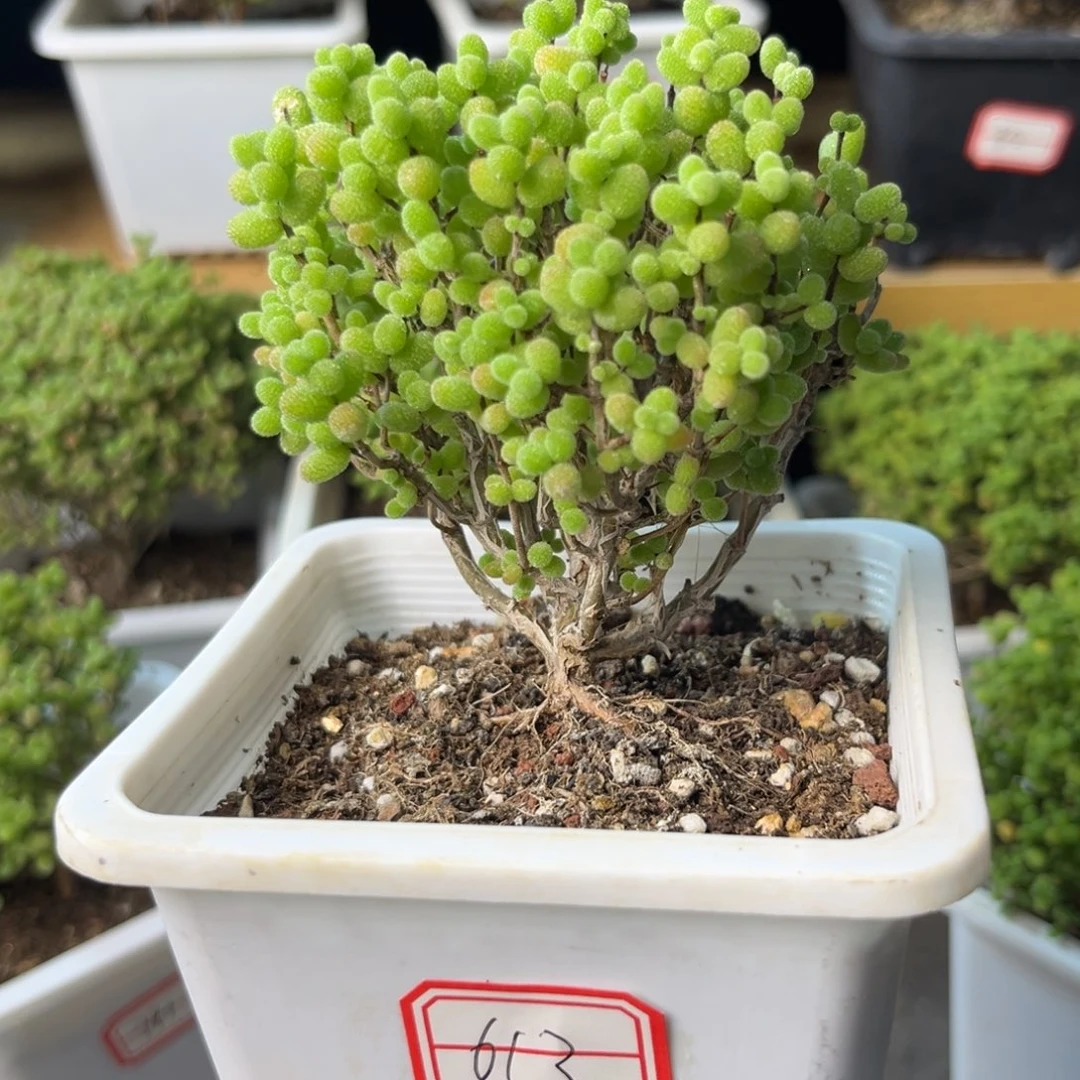 613金桔糖球小树。