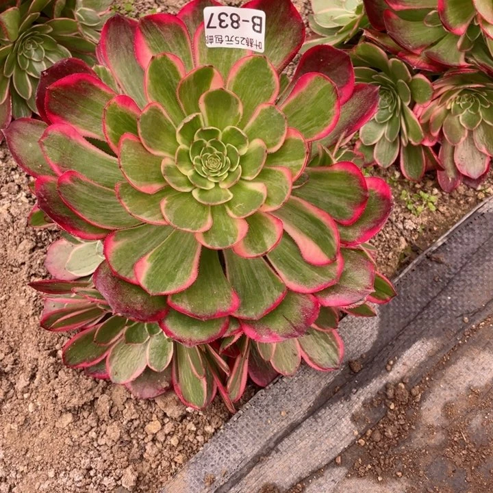 土**子837粉花妖多肉12345678