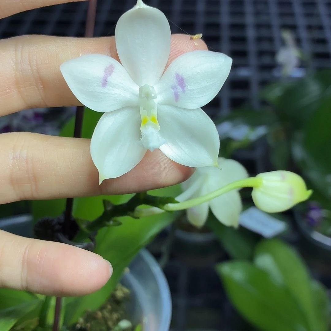 当前无花朵，栽培后可花朵A2117yss1237