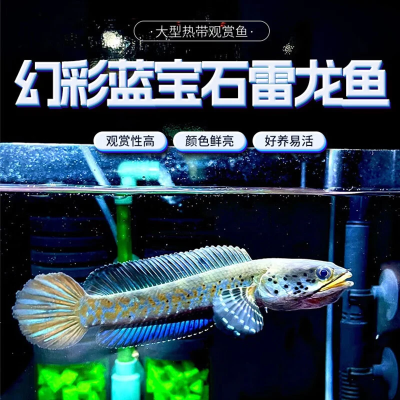 幻彩蓝宝石雷龙鱼小型凶猛观赏鱼热带猛鱼酒红雷龙鱼七星鱼活体