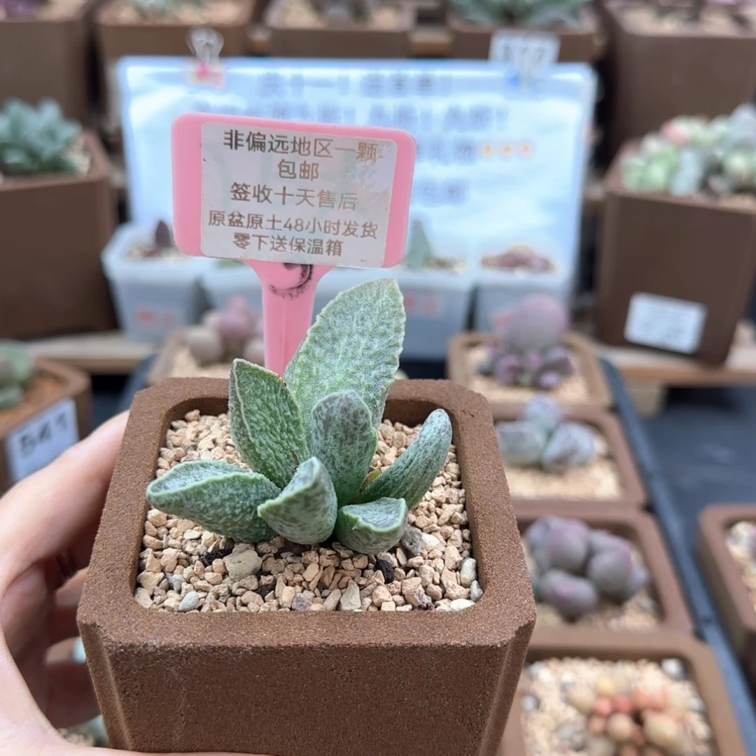 546酒红猪肝多肉植物