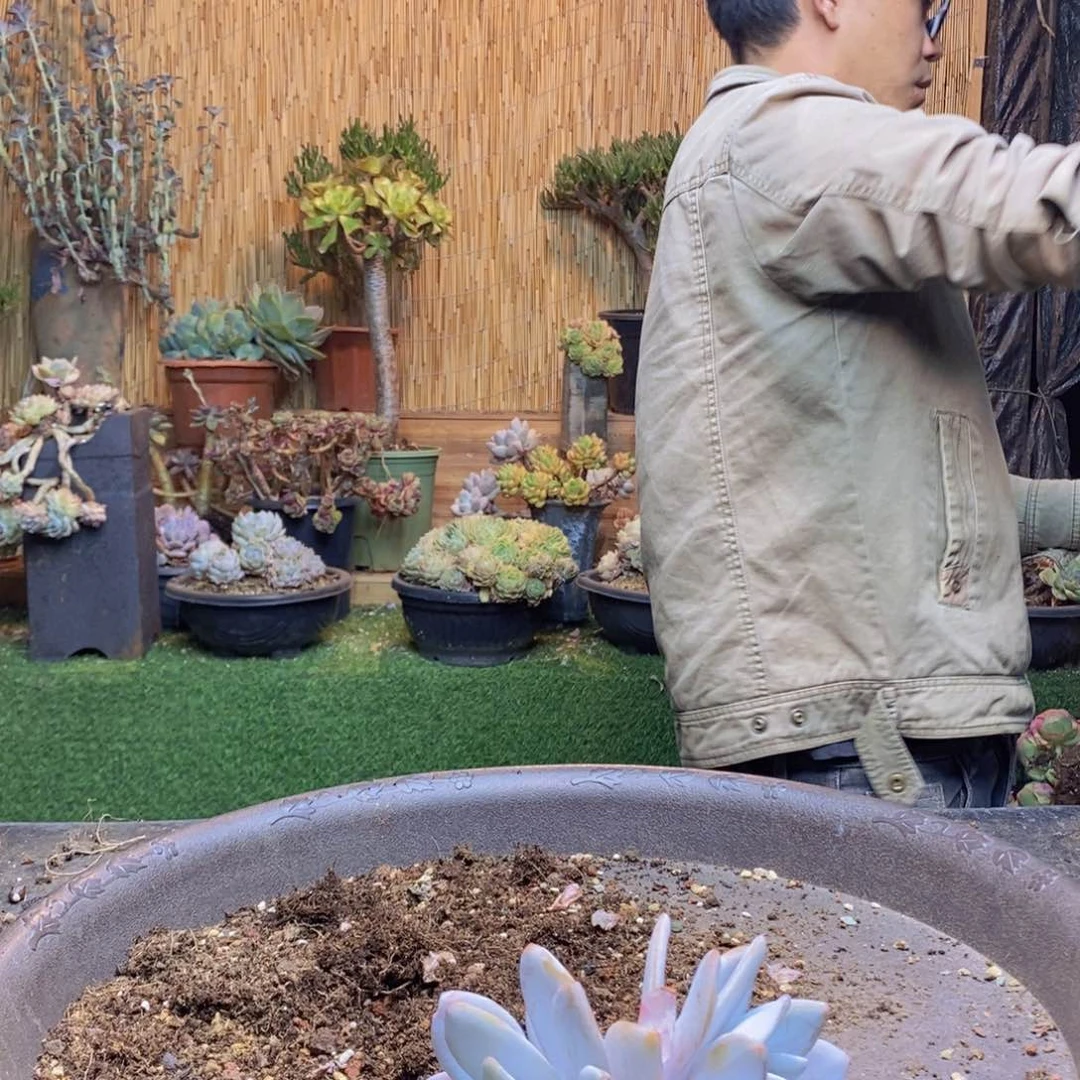 日***?169号雪莲多肉