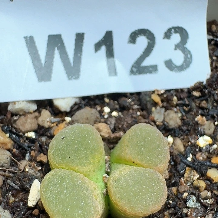 -23号多肉植物哇fv